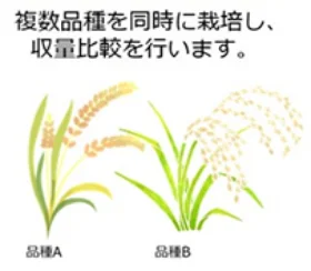 複数品種を同時に栽培し、収量比較を行います。