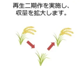 再生に二期作を実施し、収量を拡大します。