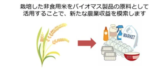 栽培した非食用米をバイオマス製品の原料として活用すことで、新たな農業収益を模索します。