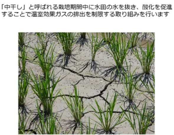 [中干し]と呼ばれる栽培期間中に水田の水を抜き、酸化を促進することで温室効果ガスの排出を制限する取り組みを行います。