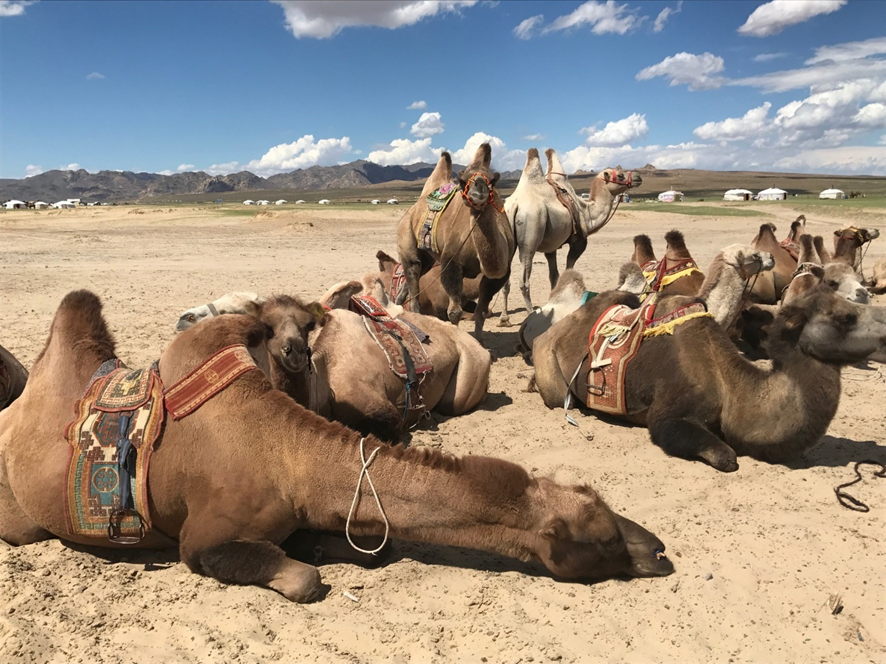 ラクダの群れが寝ているモンゴルのイメージ画像