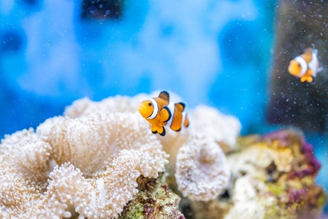 カクレクマノミの展示