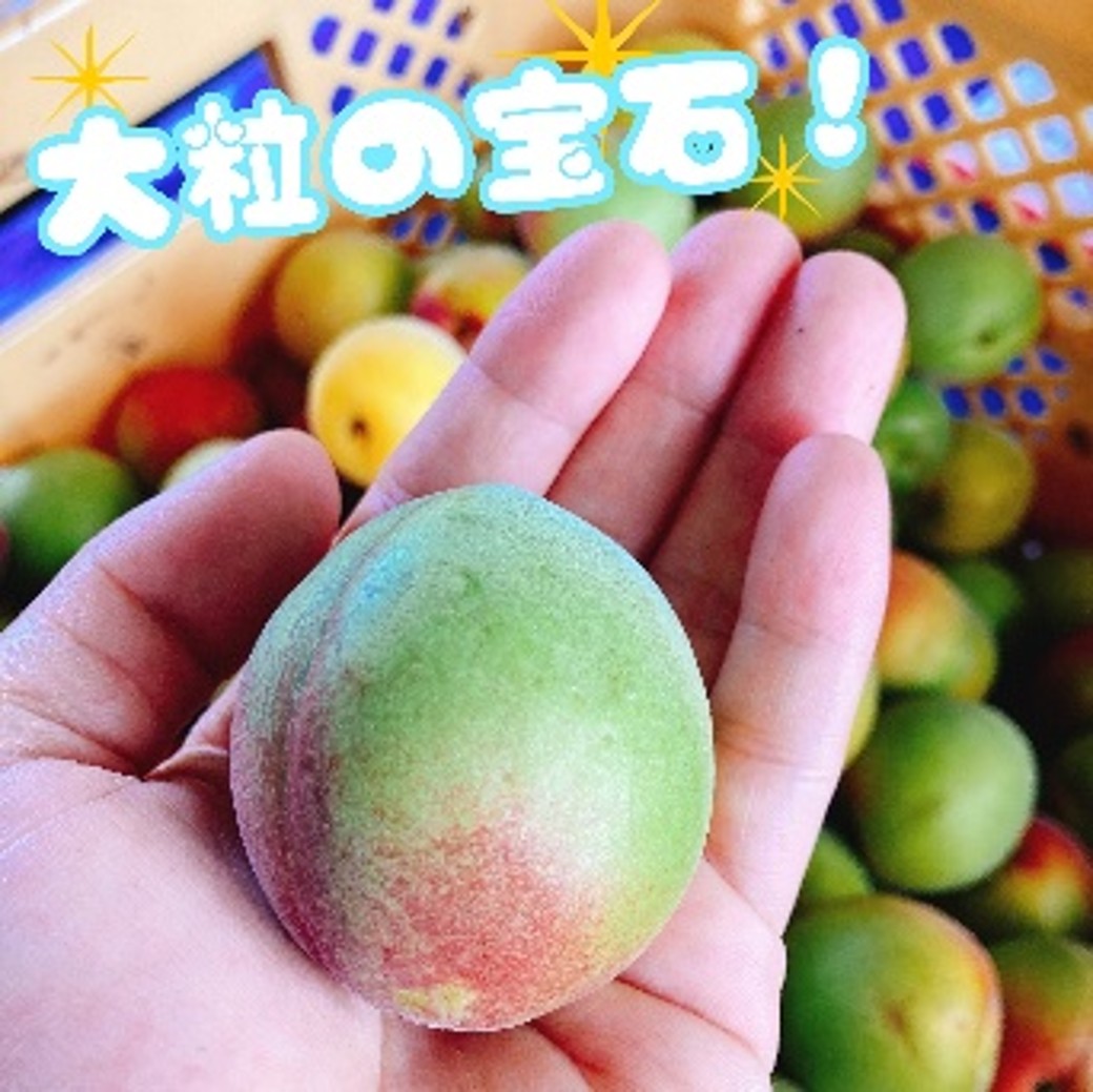 旬をお届け!青梅の写真