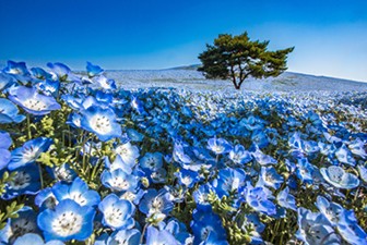 茨城県の風景