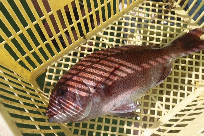 海魚